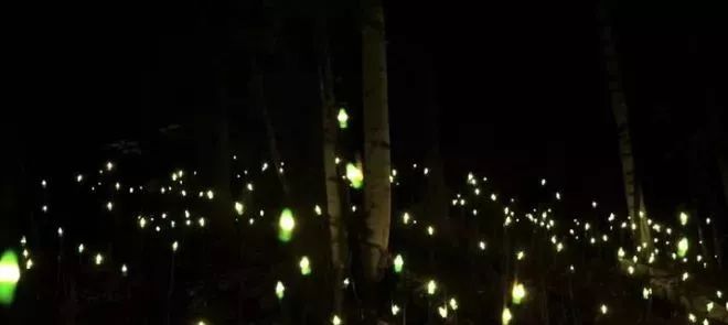 加拿大奇幻森林,加拿大魔法森林风景