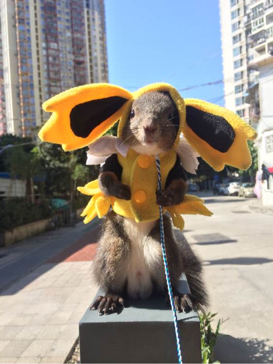 家里有个魔王,家里有只小魔王