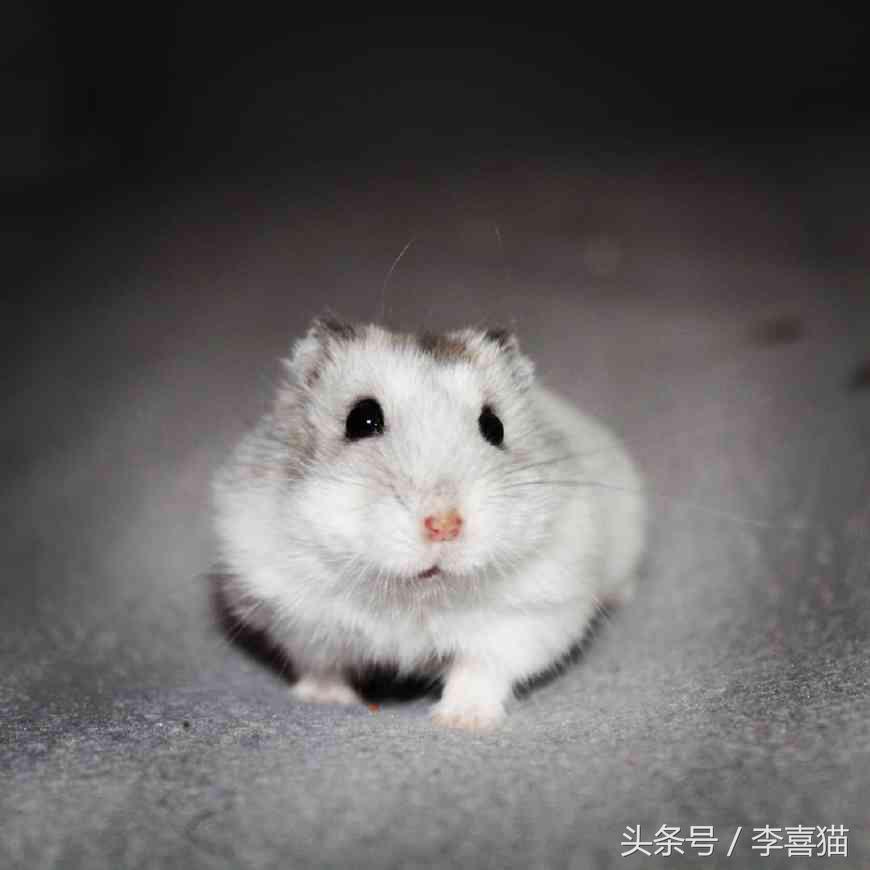 又可爱又会飞又很萌的小仓鼠,小仓鼠可爱的时候有多可爱