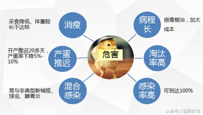 鸡得了滑液囊还能继续养吗,鸡得了滑囊炎还能治好吗