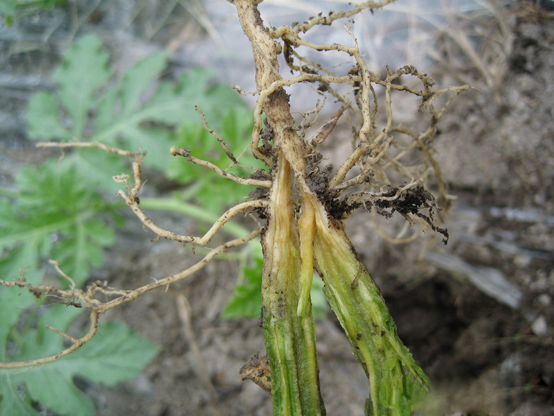 露天西瓜坐瓜期枯萎病怎么治疗,西瓜根施多菌灵能治枯萎病吗