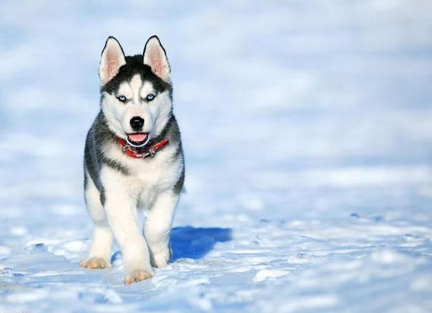 宠物狗拆家小能手是什么狗,盘点狗拆家能手