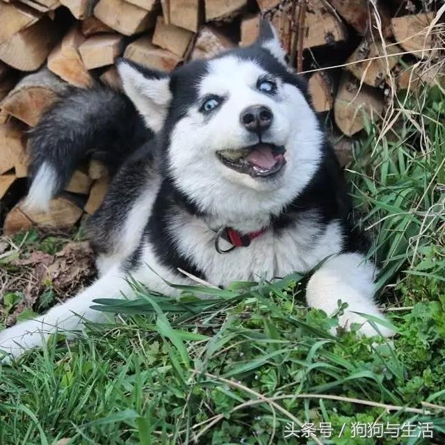 哈士奇西伯利亚雪橇犬,哈士奇真名叫做西伯利亚雪橇犬