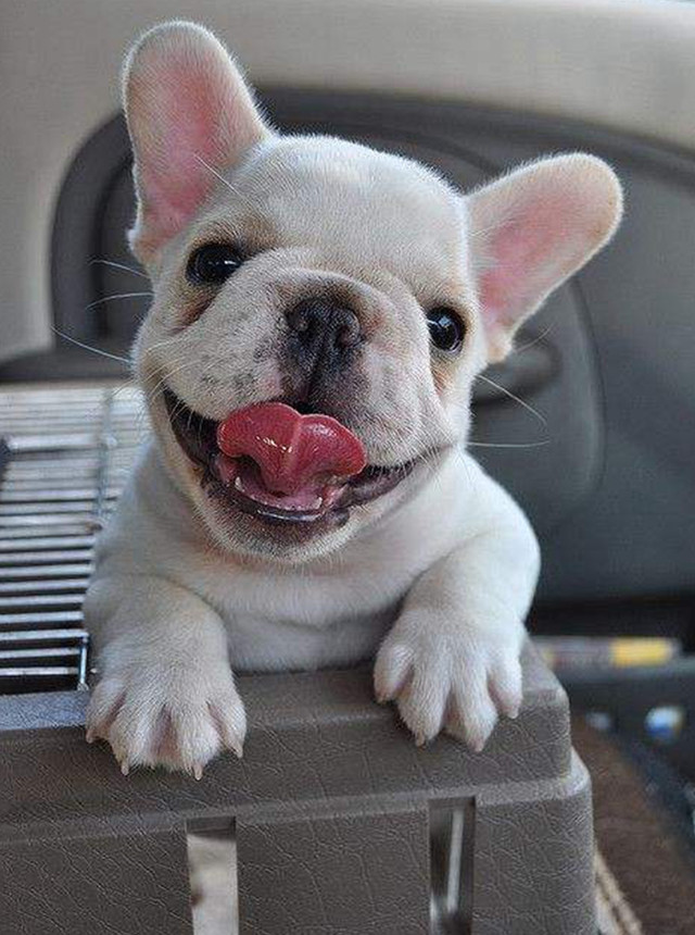 十二星座长大后最适合养什么宠物,星座百科十二星座最适合养的宠物