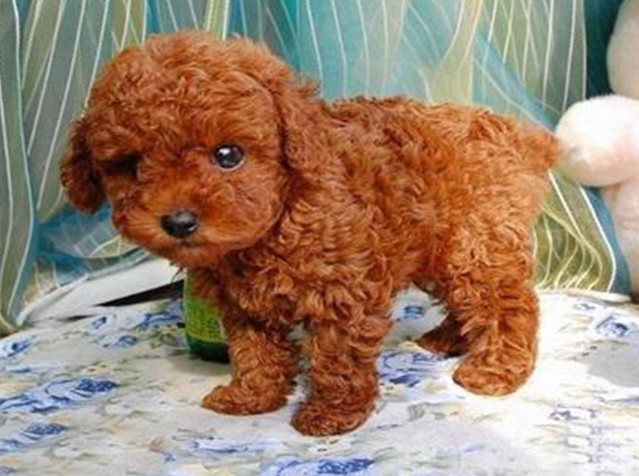 十二星座长大后最适合养什么宠物,星座百科十二星座最适合养的宠物