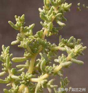 蓬灰是用什么草烧成的,记忆中的灰白