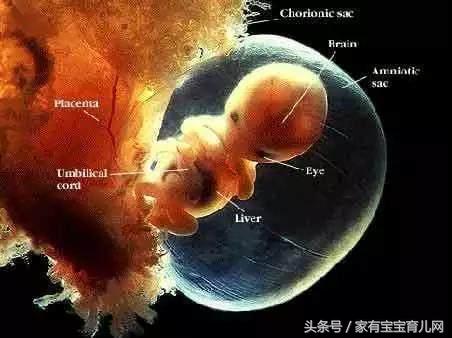 多少周胎盘成熟度到一级,产检单成熟度
