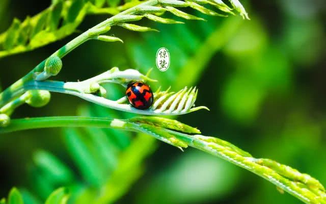 鎯婅洶灏忓悐姊ㄦ堡鐨勫姛鏁堜笌浣滅敤,鎯婅洶涔嬪悗鍠濇ⅷ姹ら檲鐨按