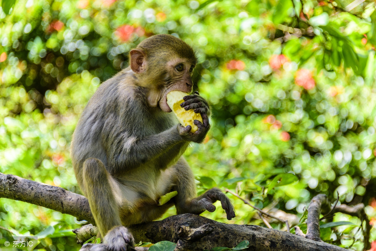 海南省陵水县南湾猴岛旅游景点,海南陵水南湾猴岛图