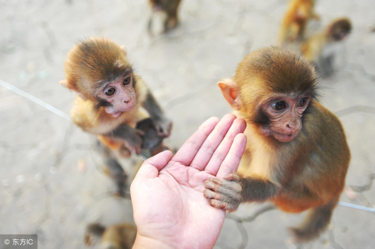 海南省陵水县南湾猴岛旅游景点,海南陵水南湾猴岛图