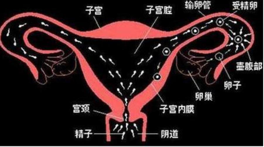 女子怀上双胞胎完整版,女子怀了双胞胎却只生下一个女儿