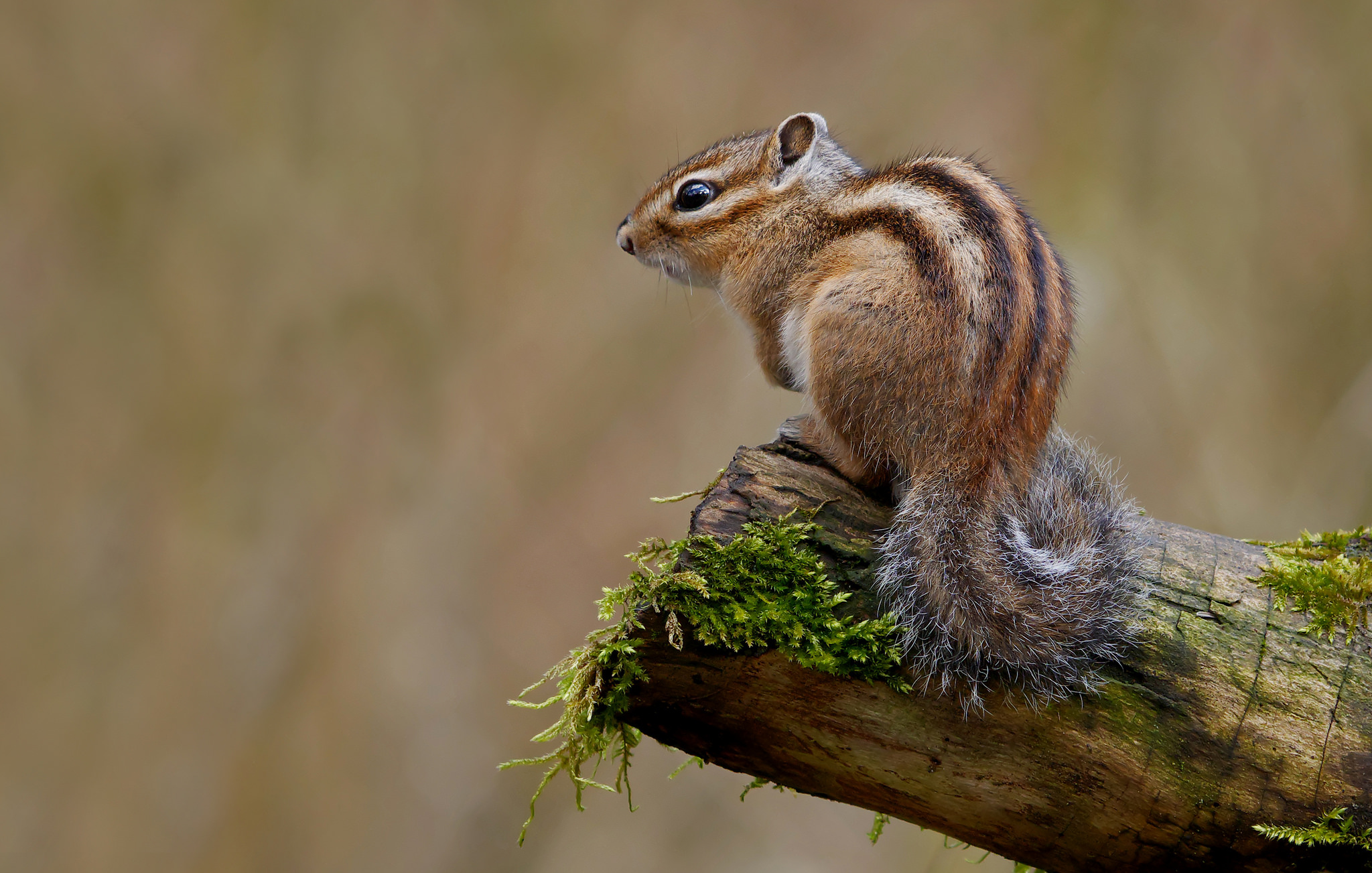 仓鼠必须要用磨牙棒吗,什么是仓鼠专门磨牙的