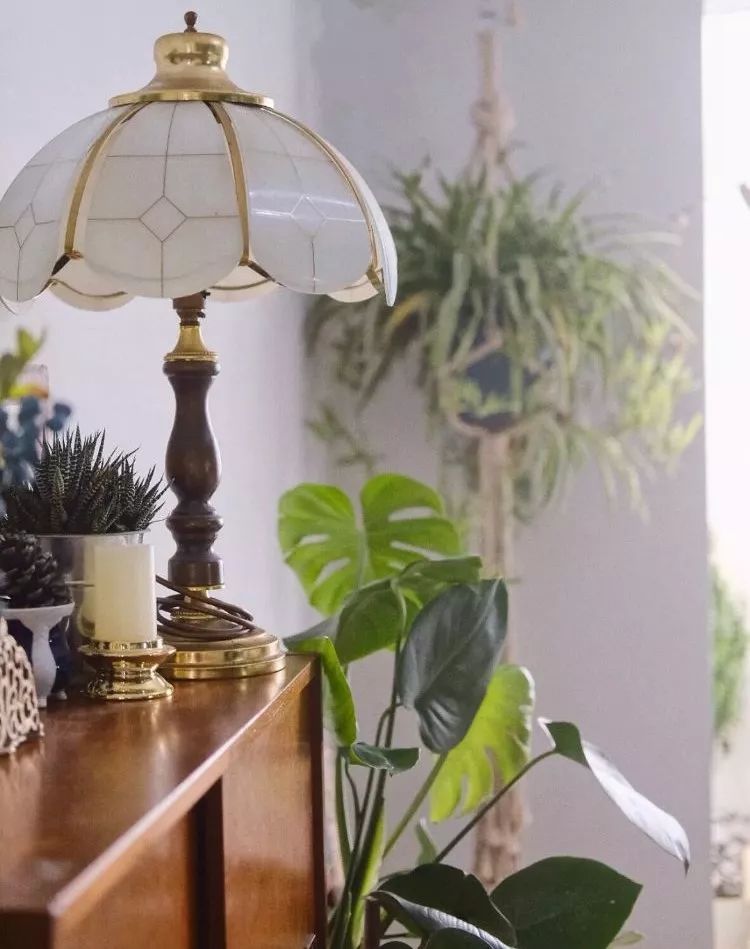 Mu指南|7种家居风格与完美植物搭配