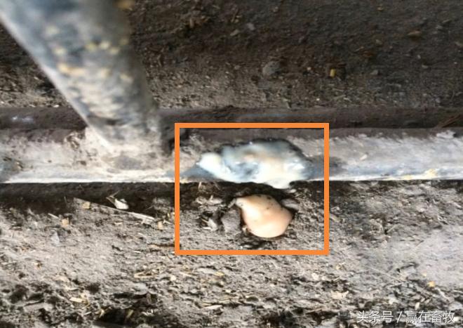 母猪子宫炎配不上打什么针,母猪子宫炎不吃食怎么办