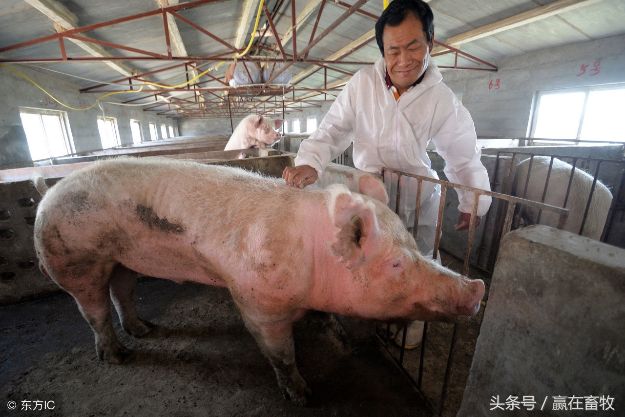 母猪子宫炎配不上打什么针,母猪子宫炎不吃食怎么办