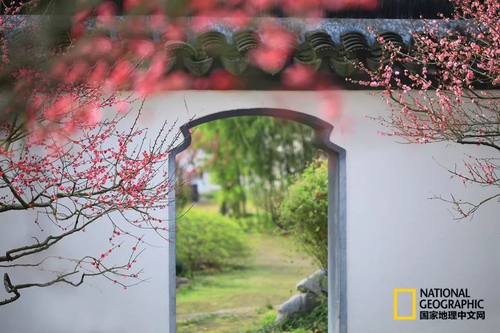 错过需再等一年！来南京看万株梅花海“淡粉宫妆”！