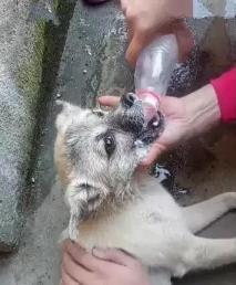 狗狗食物中毒怎么解毒,狗狗庆大霉素中毒怎样解毒