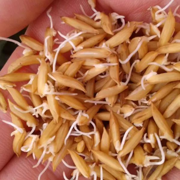 老司机快上车方法,老司机是如何收割水稻的