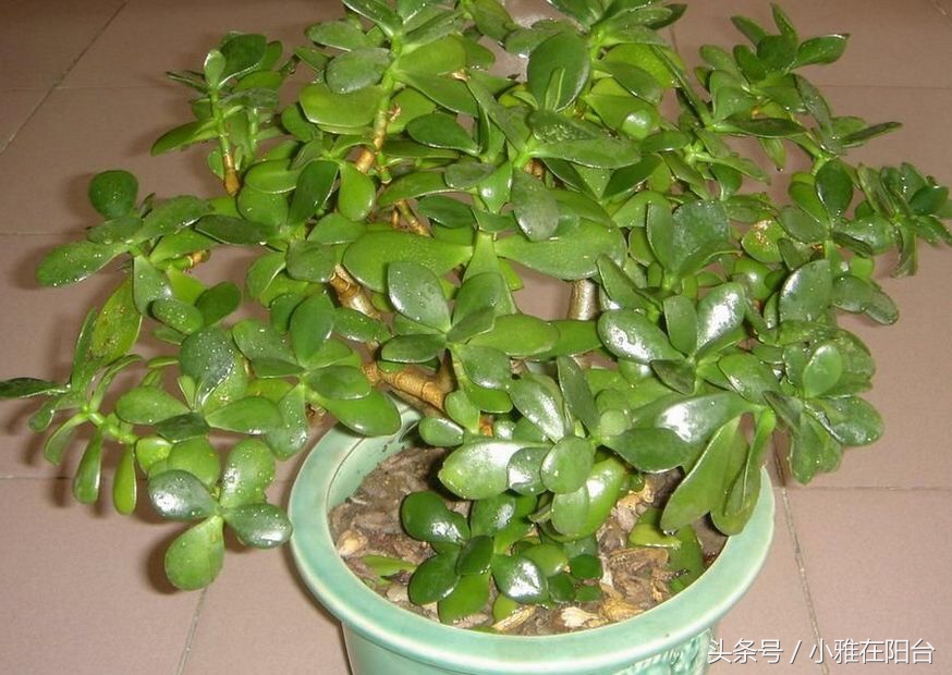 怎么给花土消毒除虫,种花前如何对花土消毒