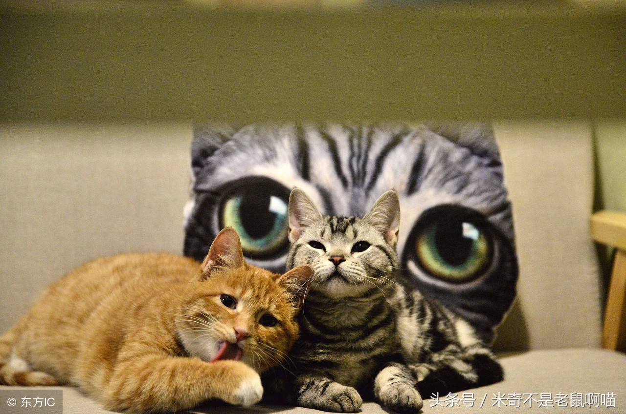 家里有只猫咪又抱了一只怎么相处,抱猫咪怎样才能让猫咪不咬你