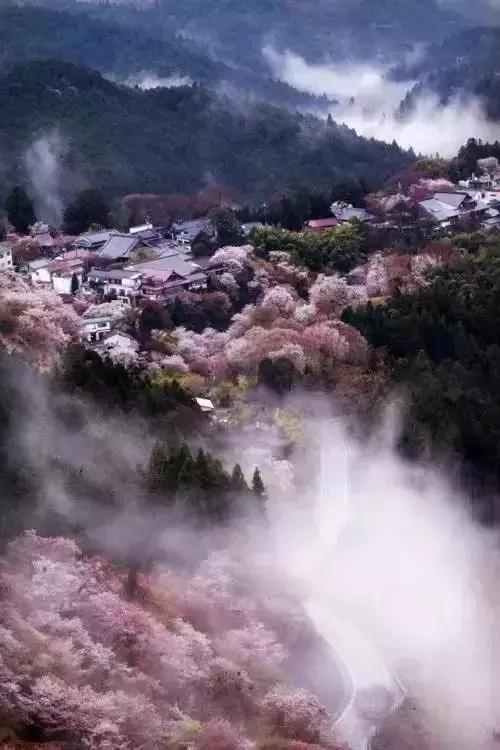 重磅日本签证失效何时恢复,去日本看樱花需要办签证吗