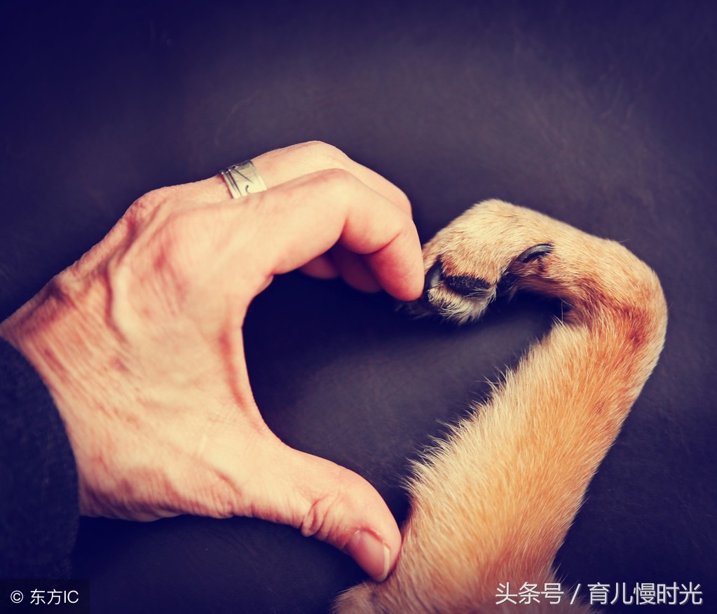 怀孕家人不支持养猫怎么办,怀孕养狗与家人产生分歧