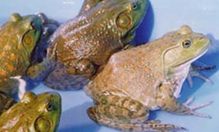 美蛙蝌蚪亩饲养多少,怎么饲养美蛙幼苗