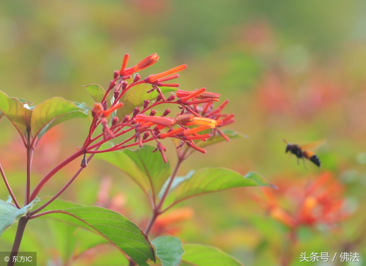 佛教为什么称自己是无神论者呢,佛教是无神论为什么还有佛像