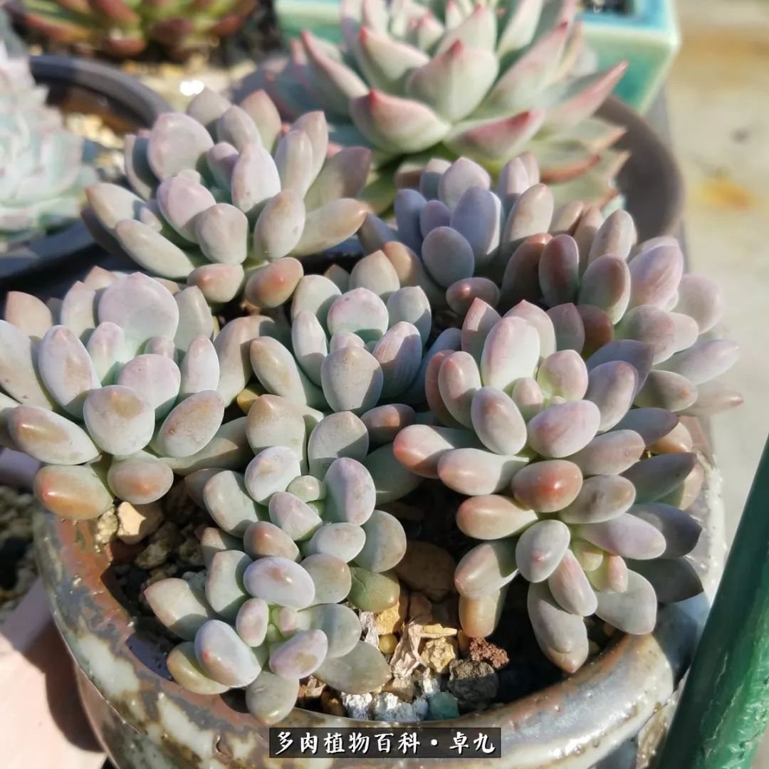 养多肉你遇到的奇葩事,养多肉的男士