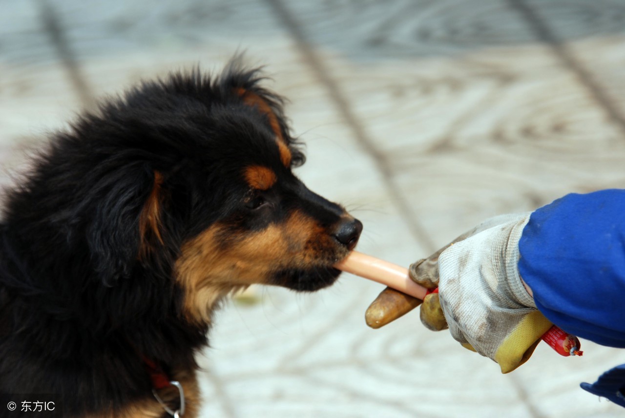 没得狂犬病的狗咬了要紧吗,没得狂犬病的猫被挠了要紧吗