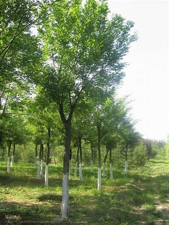 春天农村大集现在都卖什么生意好,今年农村适合做什么小买卖