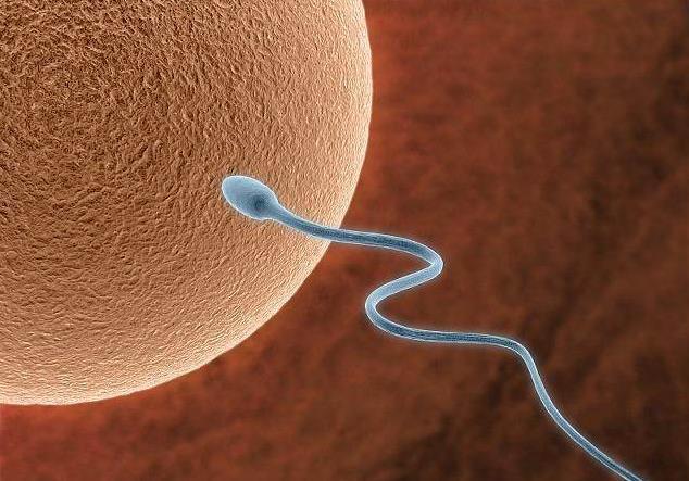 同房次数，会影响受孕几率吗？一周同房几次，能有效提高受孕率？