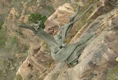 喜欢根雕朋友,喜欢根雕的朋友们