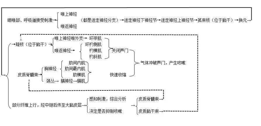 没对着人骨熬过夜，都不好意思说自己学过解剖学