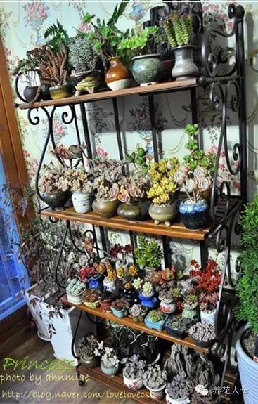 必看|台湾是中国的,多肉是世界的!