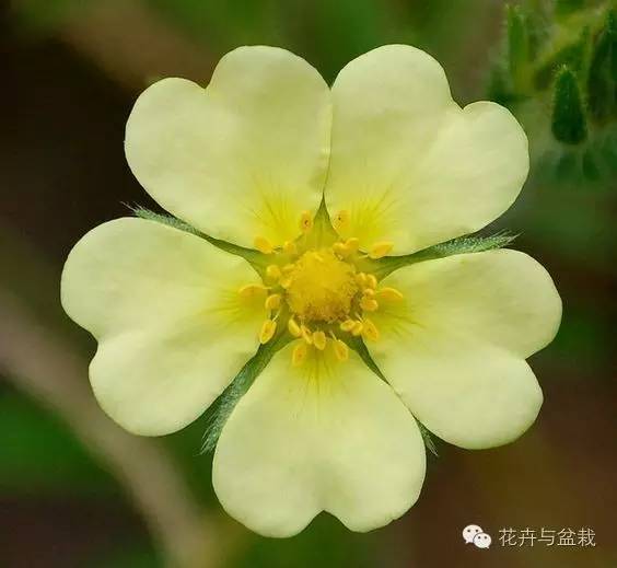 被爱情女神眷顾的植物们,用心感受!