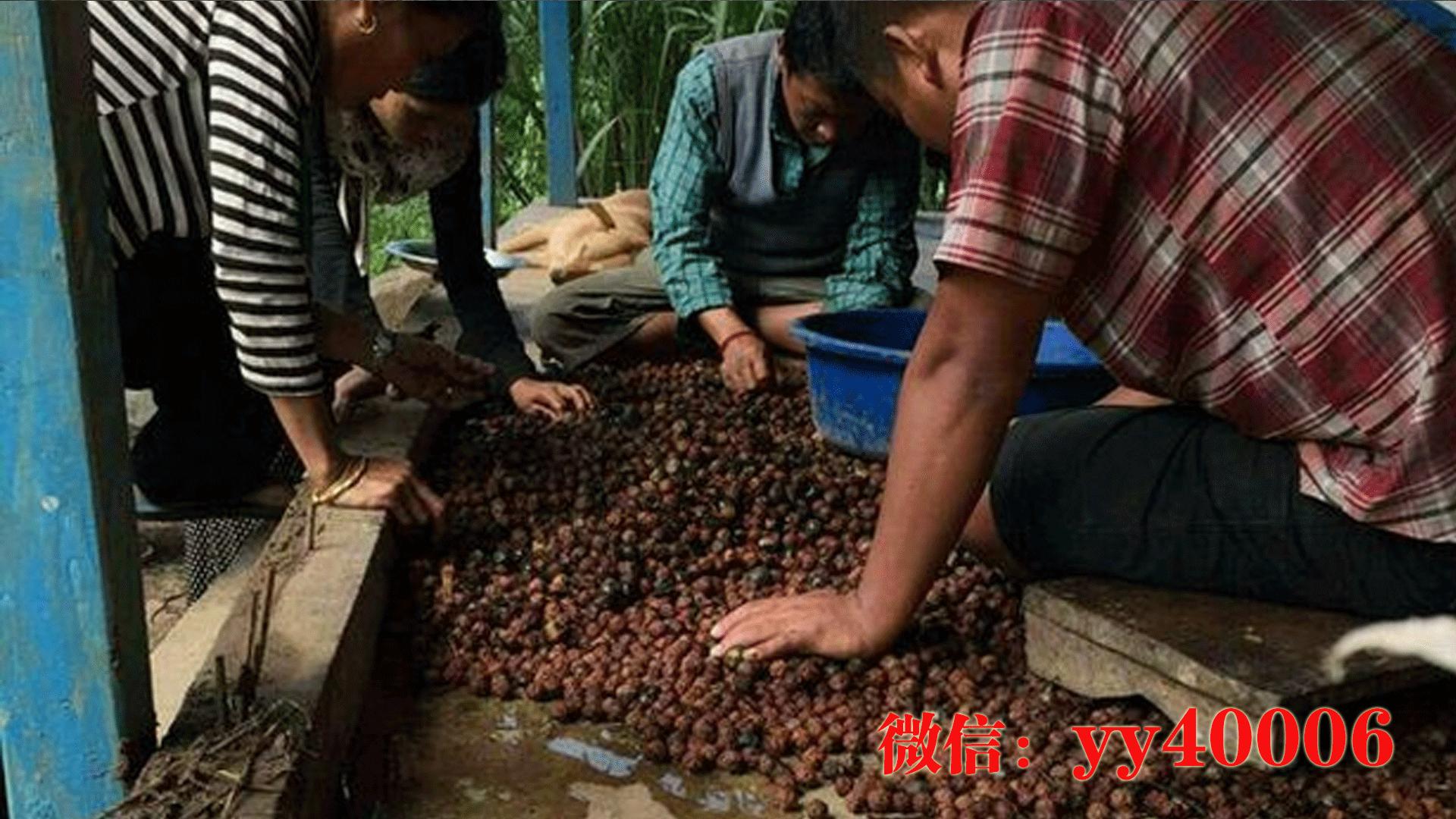 怎么用电动打磨机打磨千眼菩提,千眼菩提哪里有打磨的