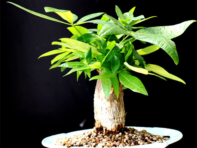 富贵竹水培发财树的养殖方法,水培发财树的叶子黄养殖方法