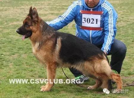 原创丽峰犬舍-VA11小杜的母亲在这里出生