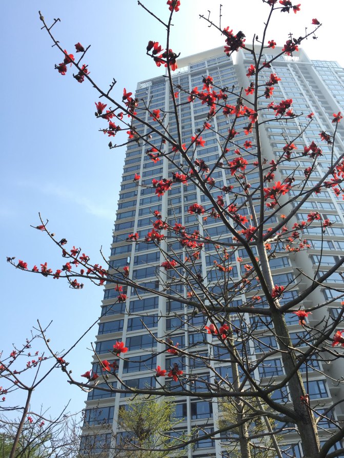 鼓浪屿自驾游全攻略,厦门鼓浪屿登岛全攻略