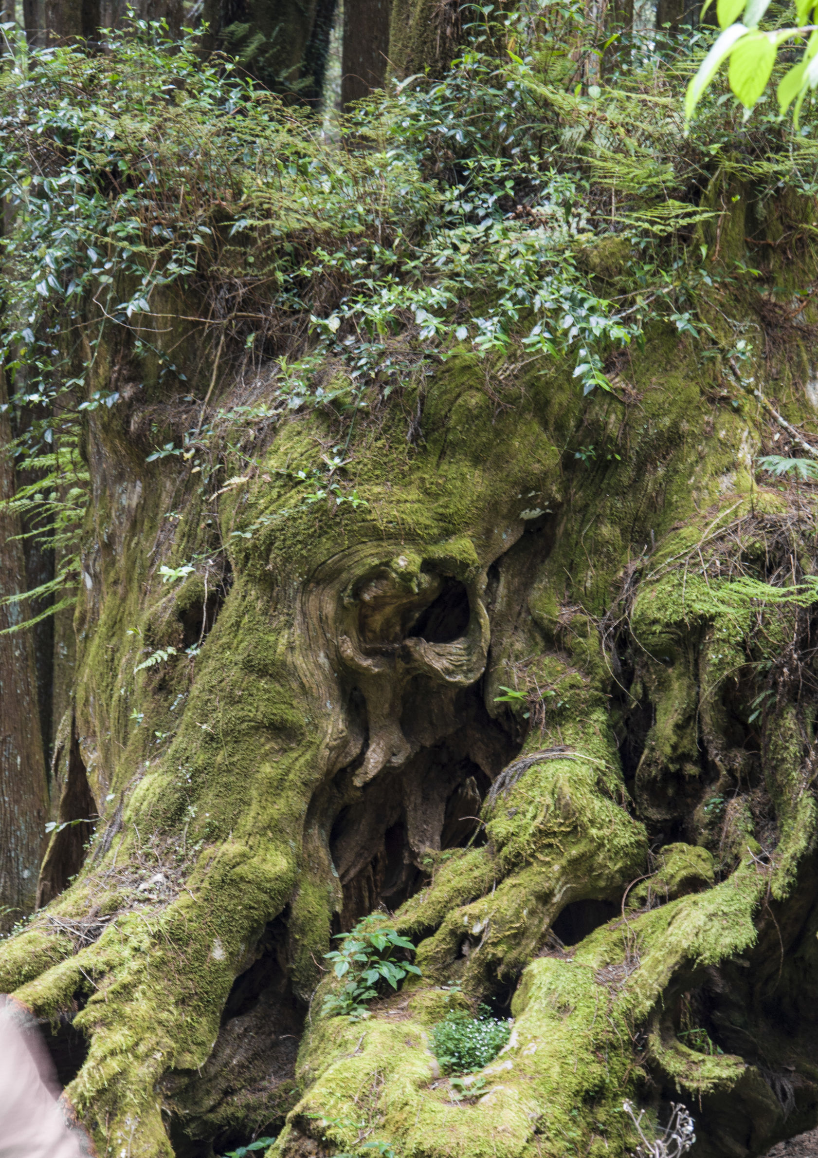 台湾印象图片,台湾印象之日月潭
