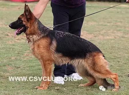 原创丽峰犬舍-VA11小杜的母亲在这里出生