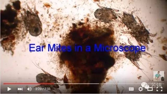 宠物耳螨怎么算痊愈,宠物有耳螨治疗要多少钱