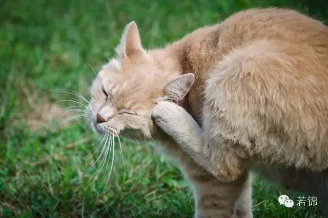 宠物耳螨怎么算痊愈,宠物有耳螨治疗要多少钱