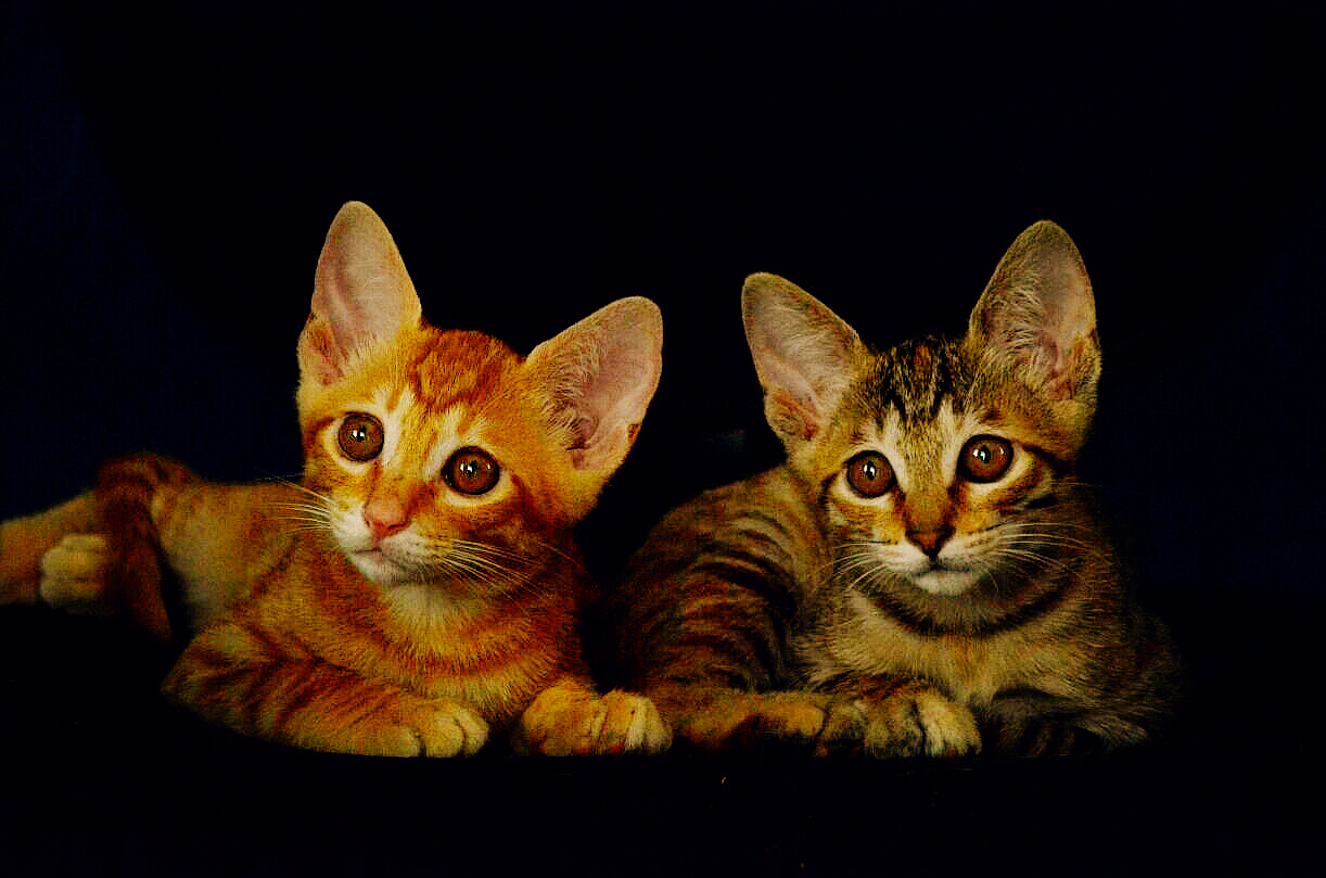 狗狗老鼠药中毒急救措施,狗狗误食药物中毒怎么办