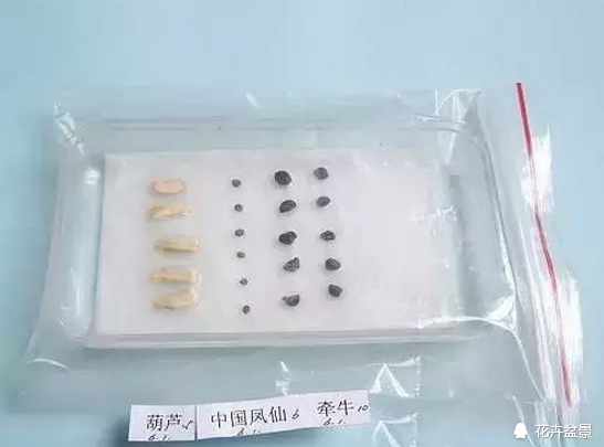 花种子催芽的常见方法有哪些,各种花种催芽方法