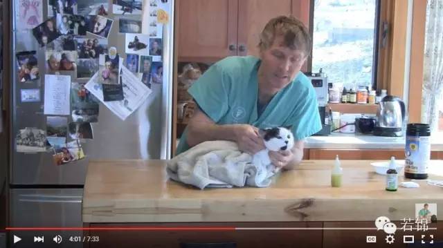 宠物耳螨怎么算痊愈,宠物有耳螨治疗要多少钱