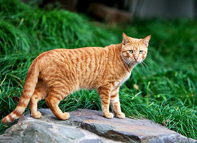 哪几种猫都是稀有猫,各种品种的猫哪种猫最好