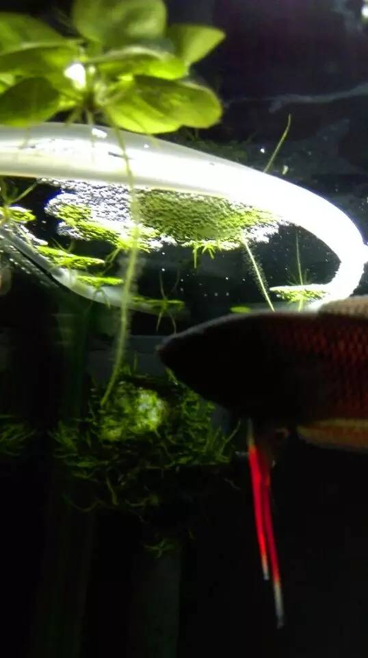 血脉奋“斗”历程--国斗繁殖实录(1)生命的起源