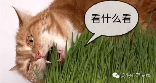 养猫新手入门必知猫薄荷,猫薄荷栽培方法有哪些